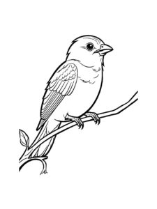 Sparrow coloring page