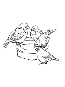 Sparrow coloring page