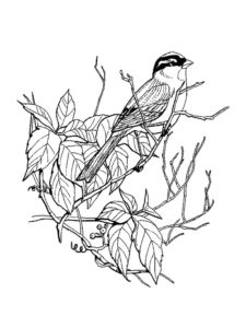 Sparrow coloring page