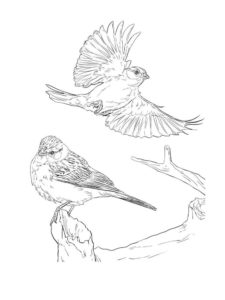 Sparrow coloring page