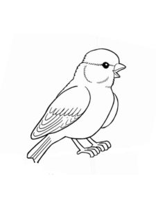 Sparrow coloring page