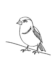 Sparrow coloring page