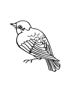 Sparrow coloring page