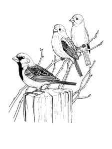 Sparrow coloring page