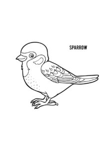 Sparrow coloring page