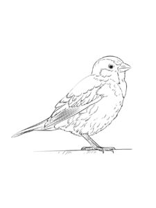 Sparrow coloring page