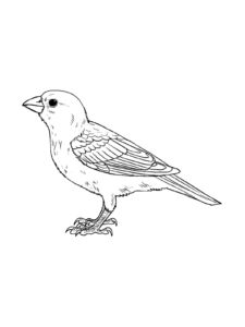 Sparrow coloring page