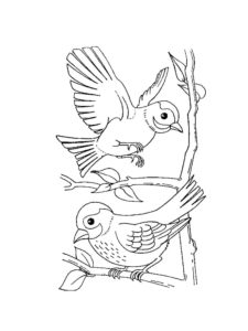 Sparrow coloring page