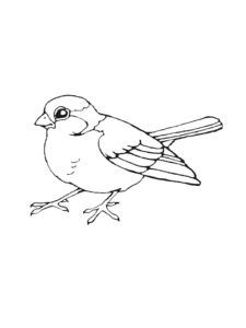 Sparrow coloring page