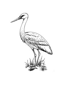 Stork coloring page