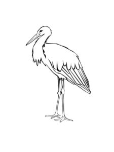 Stork coloring page