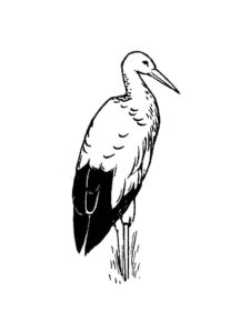 Stork coloring page