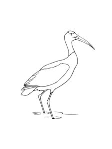 Stork coloring page