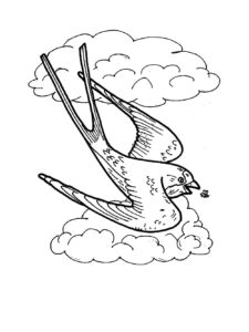 Swallow coloring page