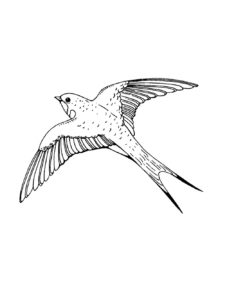 Swallow coloring page