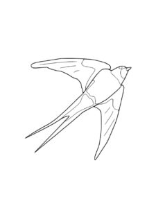 Swallow coloring page