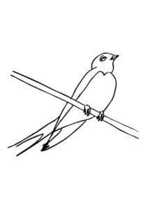 Swallow coloring page