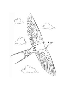 Swallow coloring page