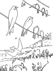 Swallow coloring page