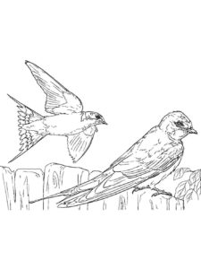 Swallow coloring page