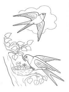 Swallow coloring page