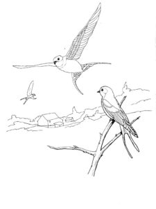 Swallow coloring page