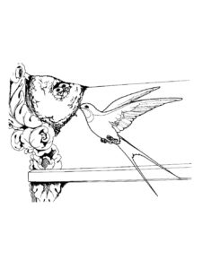 Swallow coloring page