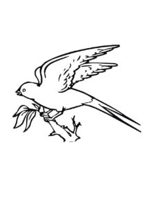 Swallow coloring page