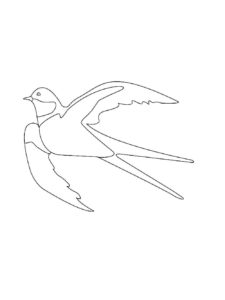 Swallow coloring page