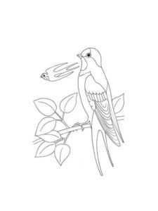 Swallow coloring page