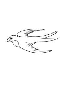 Swallow coloring page