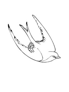 Swallow coloring page