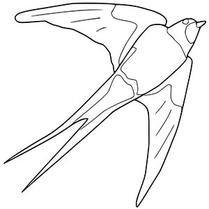Swallow coloring pages