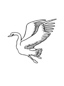 Swan coloring page