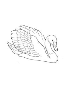 Swan coloring page