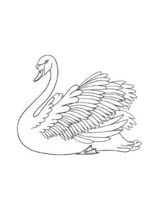 Swan coloring page