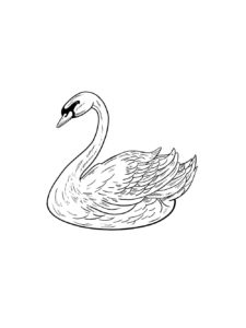 Swan coloring page