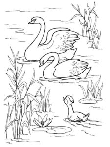 Swan coloring page