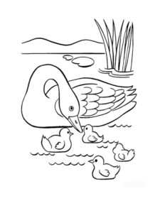 Swan coloring page