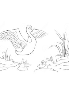 Swan coloring page