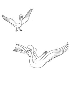 Swan coloring page