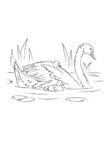 Swan coloring page