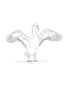 Swan coloring page