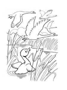 Swan coloring page