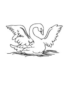 Swan coloring page