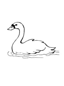 Swan coloring page