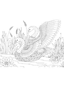 Swan coloring page