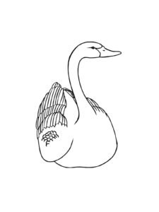 Swan coloring page