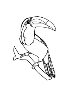 Toucan coloring page