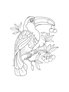 Toucan coloring page